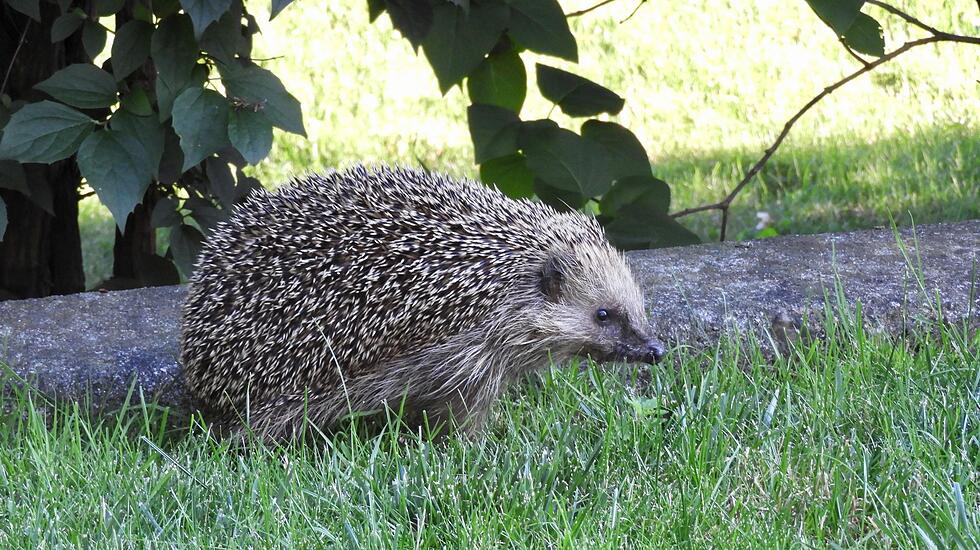 DER KLEINE IGEL genießt den Morgenspaziergang im Garten in Ober-Mörlen. Von Edith Heil.