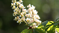 Frühjahrsimpressionen aus dem Bad Nauheim Kurpark und Südpark