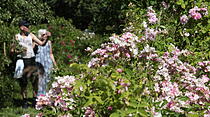Rosenfest in Karben