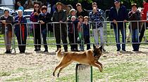 Tiershow auf der Seewiese Friedberg