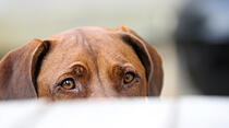 Hundeschule Butzbach