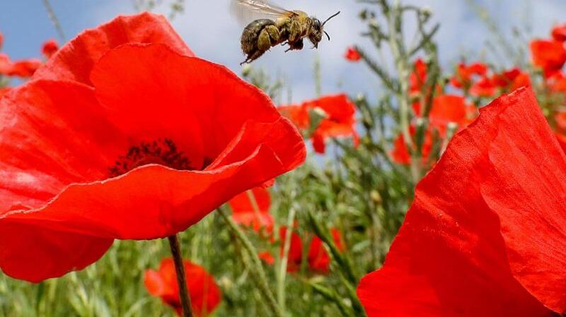 Von Blüte zu Blüte