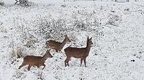 So war der Schnee-Advent in Hessen