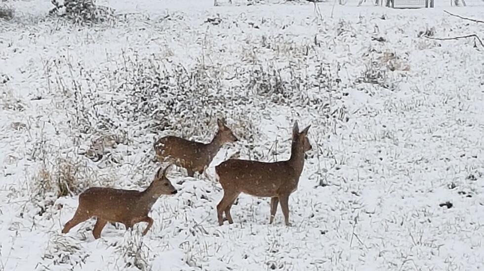 So war der Schnee-Advent in Hessen