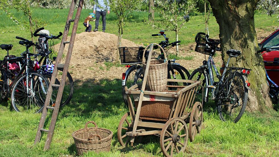 Kirschblütenwanderung des Obst- und Gartenbauvereins im Kirschenberg Ockstadt