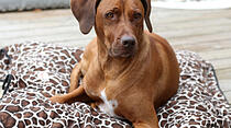 Hundeschule Butzbach