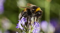 BEI DER ARBEIT – Im Garten von Dieter Hartkopf in Rockenberg ist einiges los. Diese fleißige Hummel macht sich über die  Blüten der Pflanze her.
