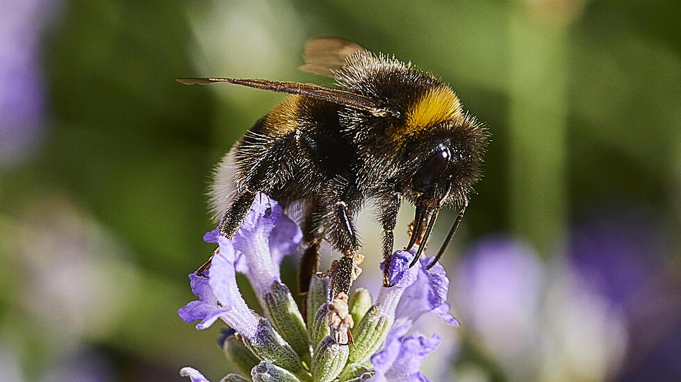 BEI DER ARBEIT – Im Garten von Dieter Hartkopf in Rockenberg ist einiges los. Diese fleißige Hummel macht sich über die  Blüten der Pflanze her.