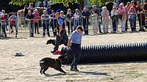 Tiershow auf der Seewiese