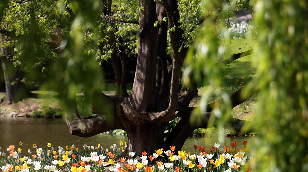 Frühjahrsimpressionen aus dem Bad Nauheim Kurpark und Südpark