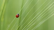Farbtupfer