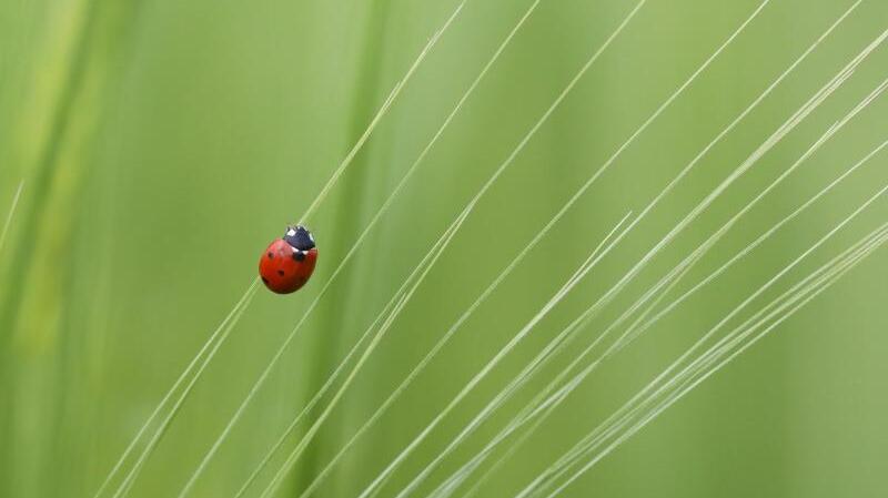 Farbtupfer