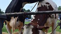Tierschau beim Bad Vilbeler Markt