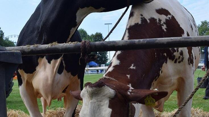 Tierschau beim Bad Vilbeler Markt