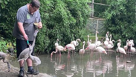 SM_D_Tierpark-Flamingofütte