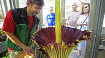 Rang 3: Titanwurz blüht im Botanischen Garten nach 19 Jahren.