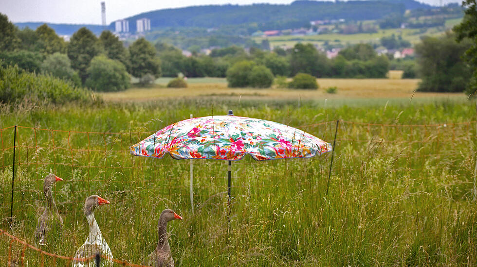 Oliver Schepps Foto der Woche