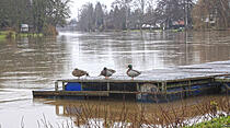Hochwasser in Gießen am 4. Januar (Foto: Schepp)