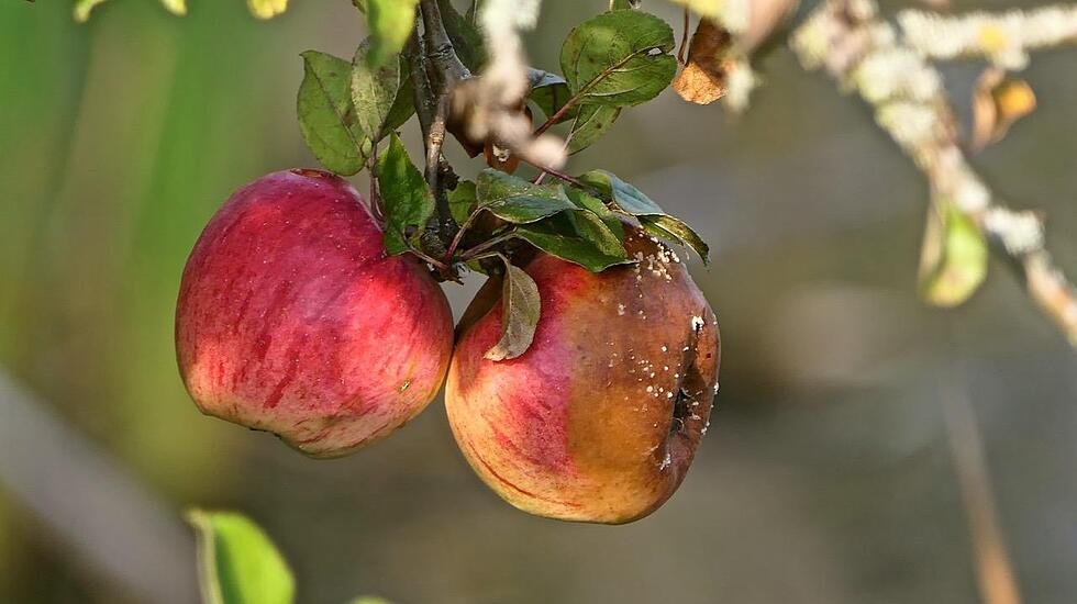 Leserfotos der Woche: Verklärter Herbst