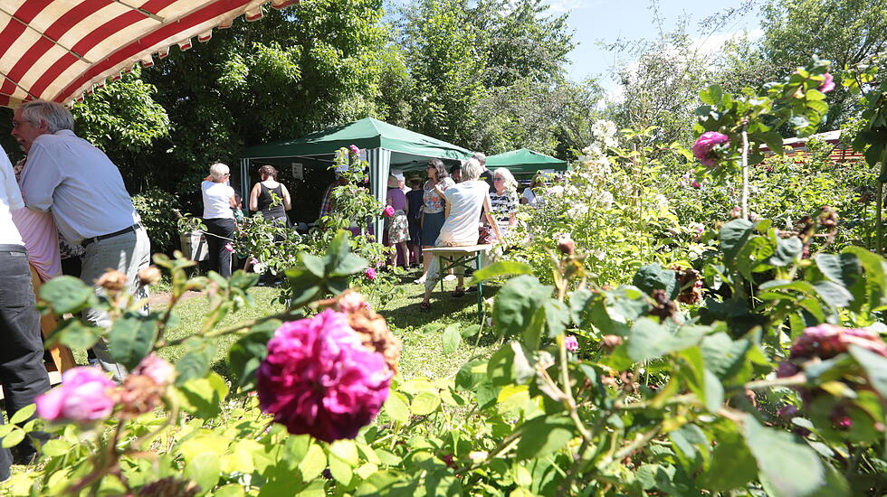 Rosenfest in Karben