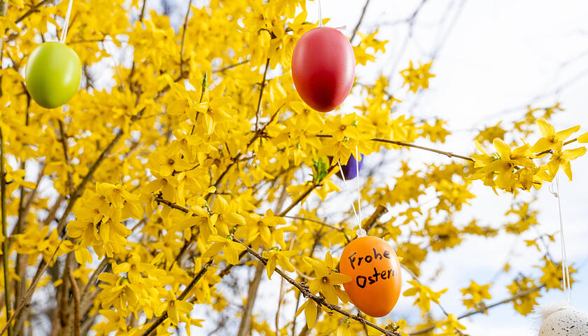 3 April 2023: colorful eggs hanging on a flowering forsythia tree. Egg with inscription: Happy Easter *** bunte Eier hÃ¤n