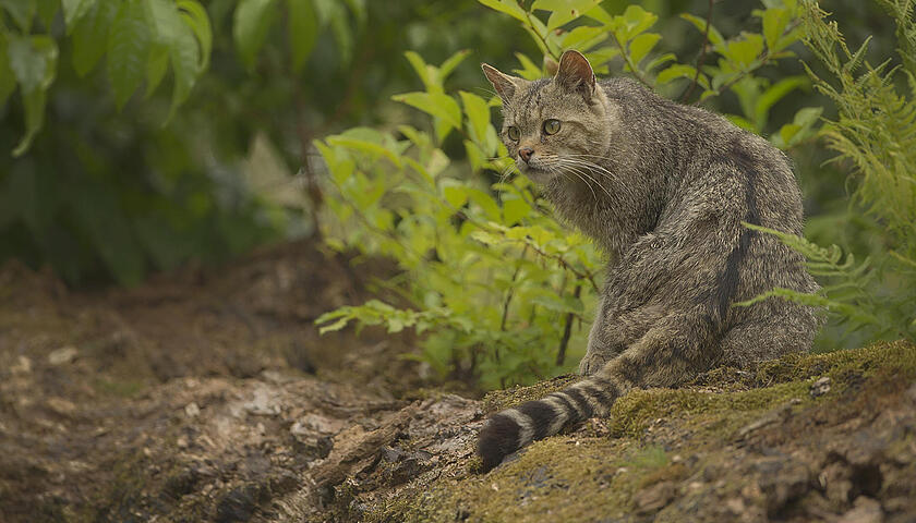 SM_F_Wildkatze_Foto_Helmut-