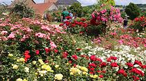 Rosentage 2017 in Steinfurth