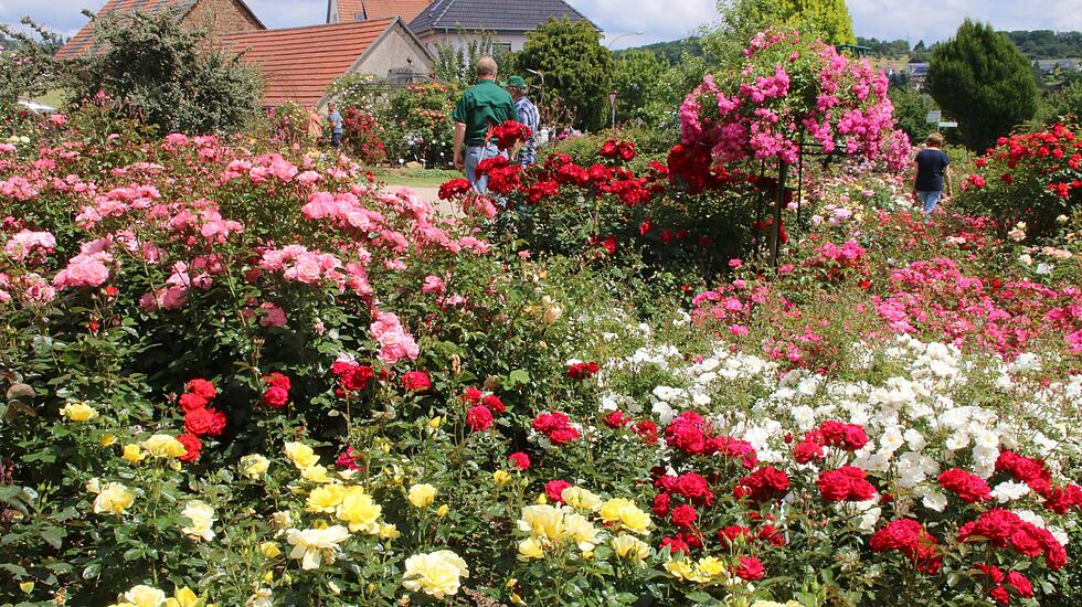 Rosentage 2017 in Steinfurth
