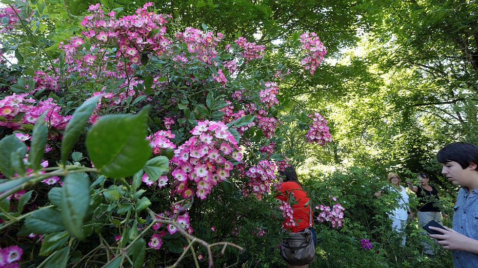Rosenfest in Karben