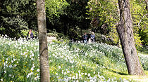 Frühjahrsimpressionen aus dem Bad Nauheim Kurpark und Südpark