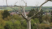 MAJESTÄTISCH UND KNORRIG steht er da, der in die Jahre gekommene Obstbaum in den Magertriften. Erblickt von Reinhold Wolfinger.