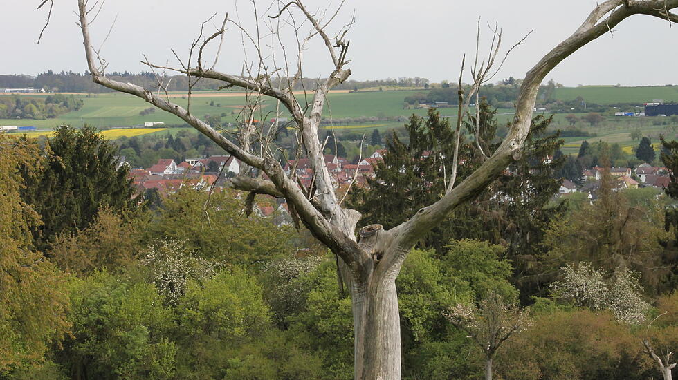 MAJESTÄTISCH UND KNORRIG steht er da, der in die Jahre gekommene Obstbaum in den Magertriften. Erblickt von Reinhold Wolfinger.