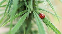Pause im Cannabis-Feld