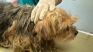 giloka0605_Hund_060525