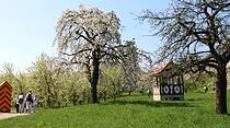 Kirschblütenwanderung in Ockstadt