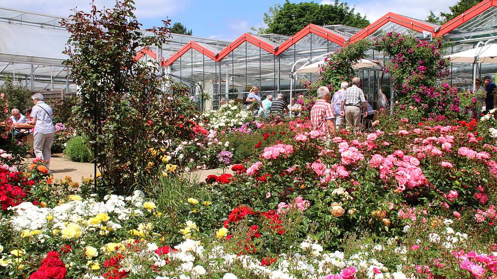 Rosentage 2017 in Steinfurth