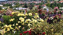 Rosentage