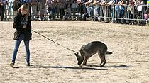 Tiershow auf der Seewiese