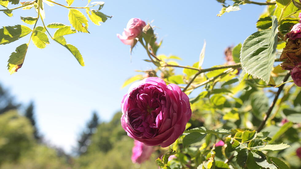 Rosenfest in Karben