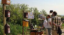 Kirschblütenwanderung des Obst- und Gartenbauvereins im Kirschenberg Ockstadt